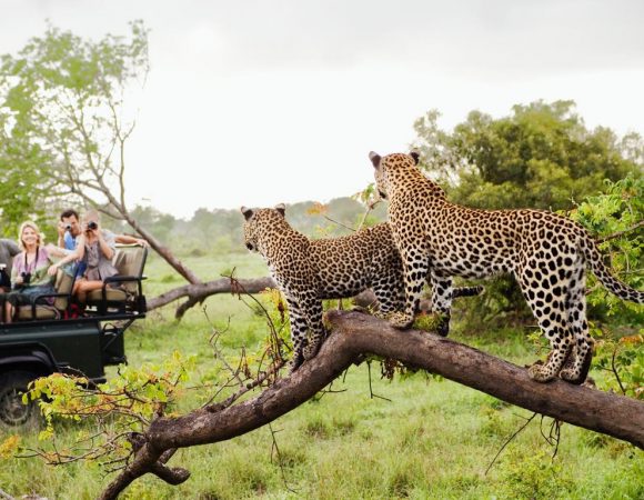 África do Sul - Safari e Vinho