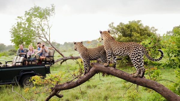 África do Sul - Safari e Vinho